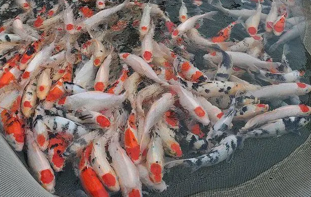 山西大叔300万买条日本鲤鱼遭嘲，4年后发现，这哪是鱼？这是宝贝