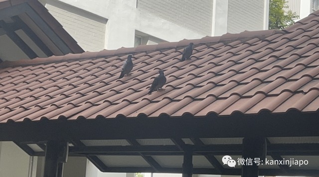 新加坡乌鸦现在越来越无法无天了，公园局告诉你该怎么对付它