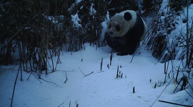 四川为保护熊猫有多拼，关闭磷矿，和新加坡客商打国际官司