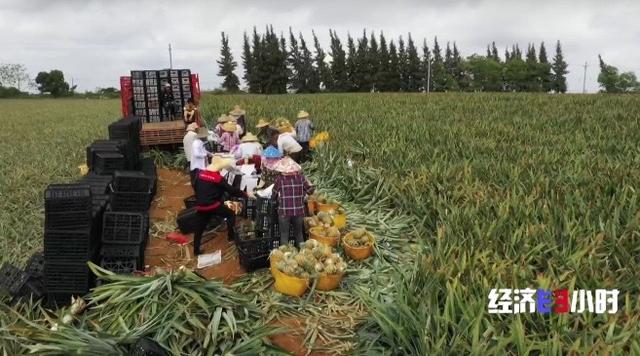 火出圈的湛江徐闻菠萝年产值超25亿元，对接RCEP出口新加坡