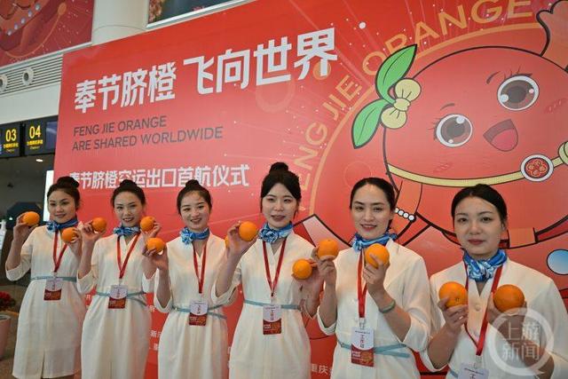 重庆“奉节脐橙航班”首飞新加坡！从田间到餐桌不到24小时