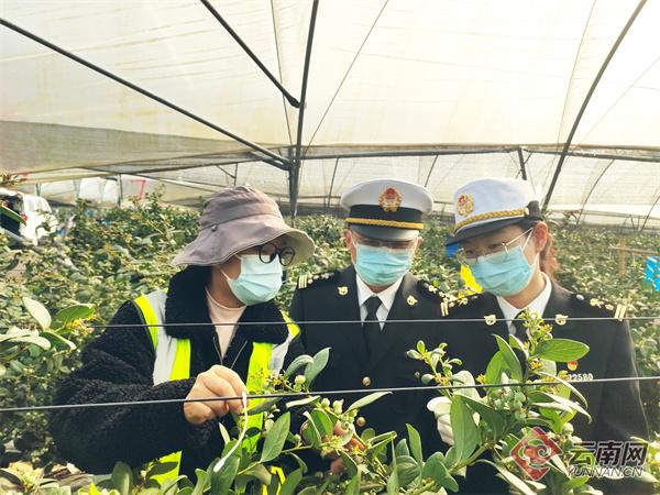 西双版纳果莓首次出口新加坡