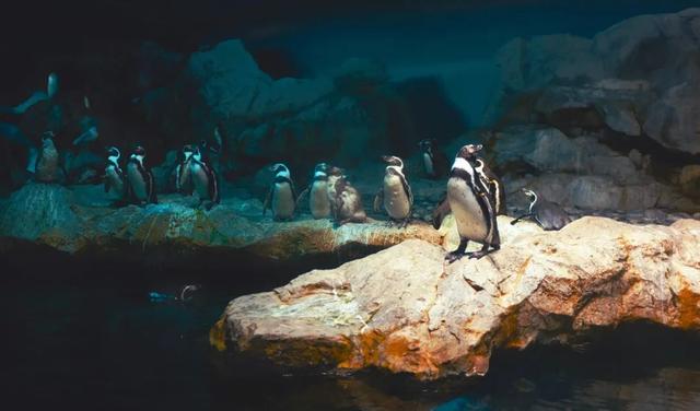 新加坡动植物园自然科考营丨活动报名