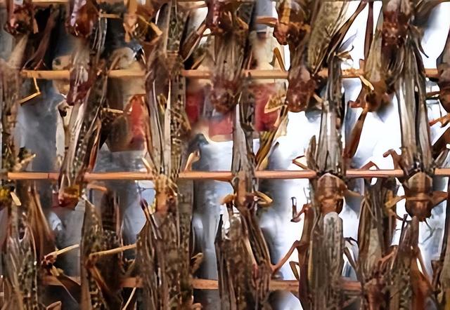 蟋蟀、蚕蛹、蚱蜢...在新加坡将被吃“消失”！网友：虫出狮城