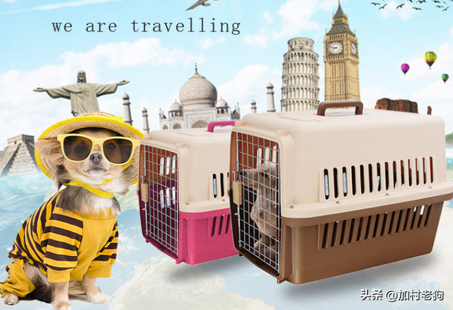 带宠物去加拿大攻略（手续+材料+费用+宠物入境规定与隔离+托运）