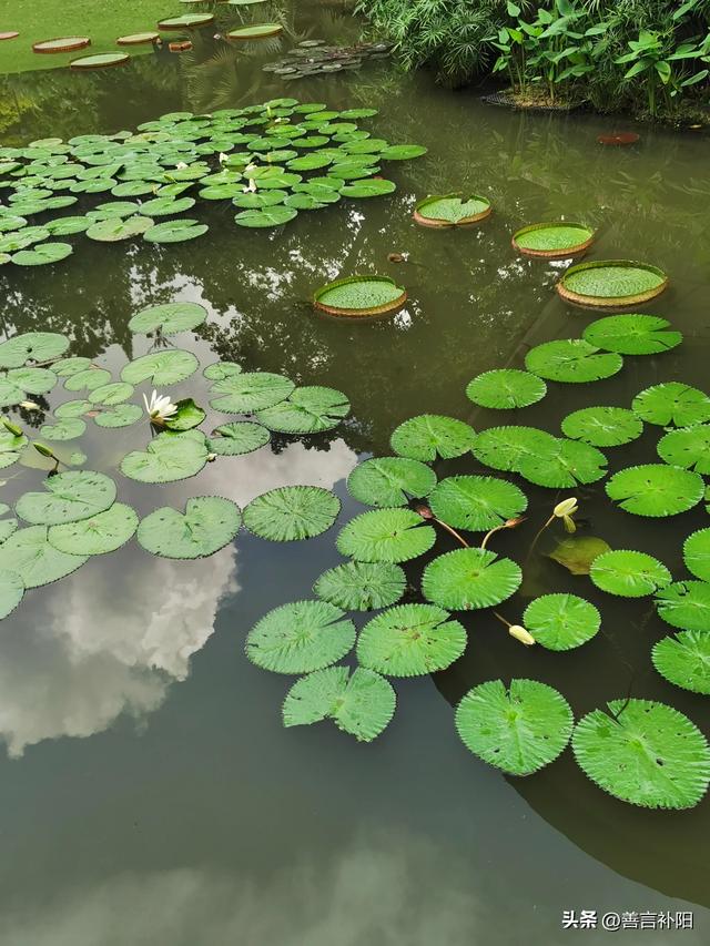 游览新加坡植物园