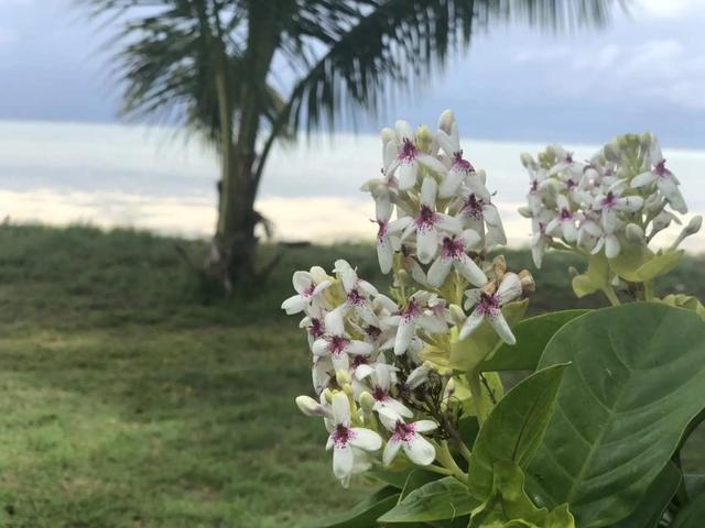 旅途中的美好：马来西亚仙本那海岛风光和海鲜