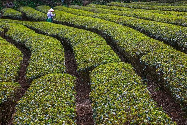 马来西亚擂茶的在地化与全球化