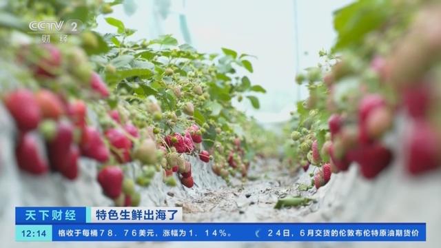 当天到货，当天售罄！浙江草莓热销新加坡，一盒卖到100多元