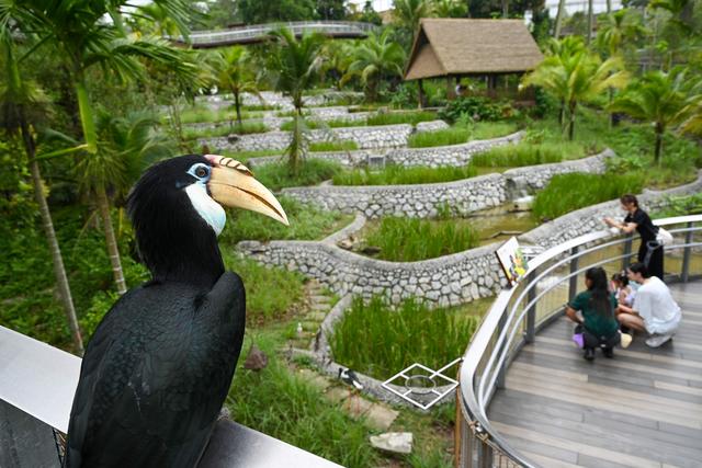（外代一线）新加坡新飞禽公园即将开放