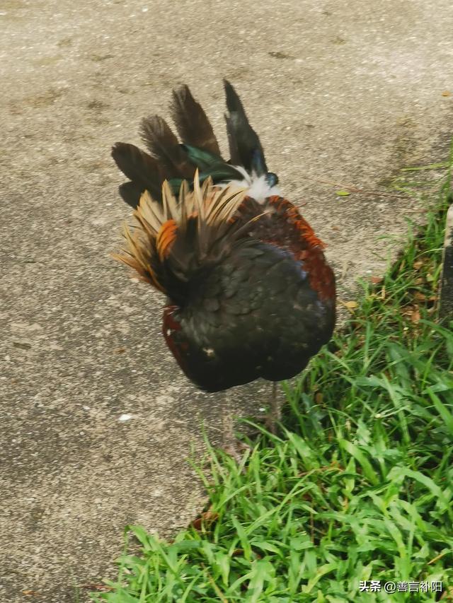 游览新加坡植物园