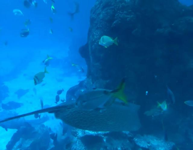 新加坡来玩记得别住高级酒店，别吃高级餐厅