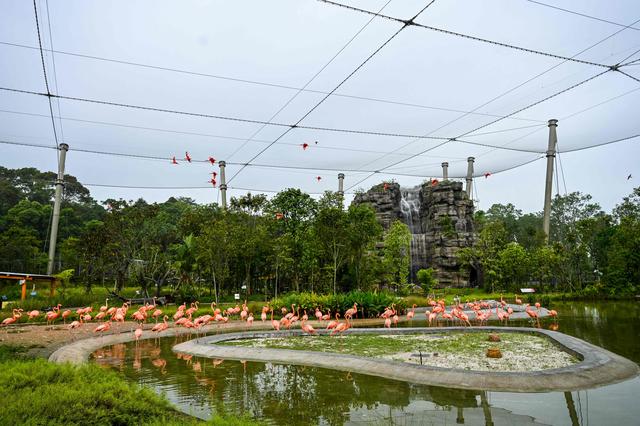 （外代一线）新加坡新飞禽公园即将开放(2)