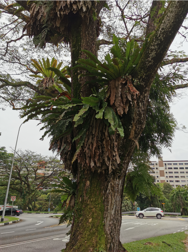 中国大城市房地产，是走向新加坡、香港、伦敦还是东京？