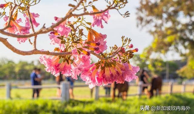 实拍新加坡全岛被花海淹没！