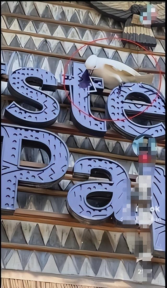 新加坡鹦鹉集体变“狗”？咬咬咬！广告牌、摄像头、连人也不放过