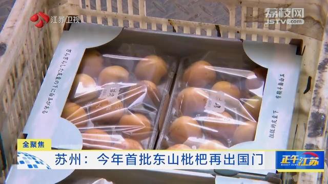 今年首批苏州东山枇杷再出国门 将空运发往新加坡