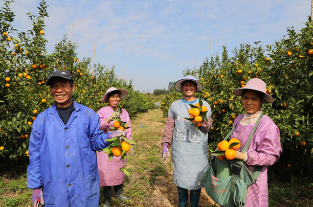 广西沃柑出海泰国，新通道上齐力多多