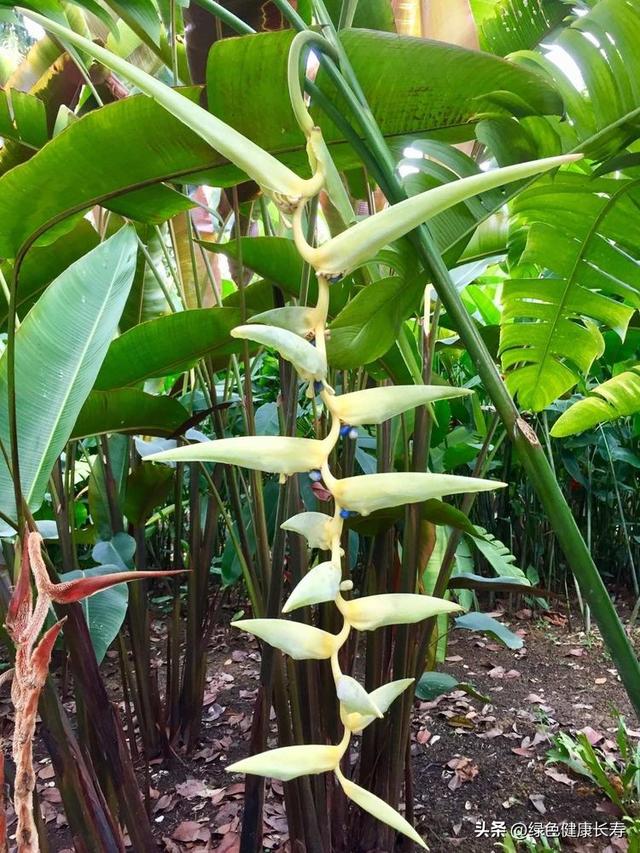 全球最美的八座植物园——新加坡植物园