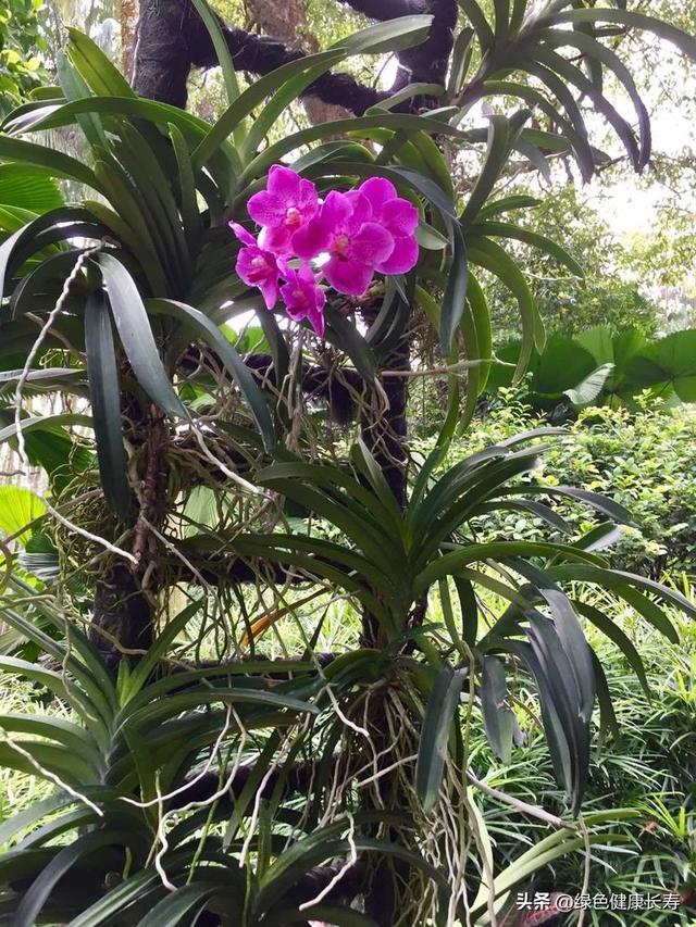 全球最美的八座植物园——新加坡植物园