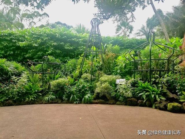 全球最美的八座植物园——新加坡植物园