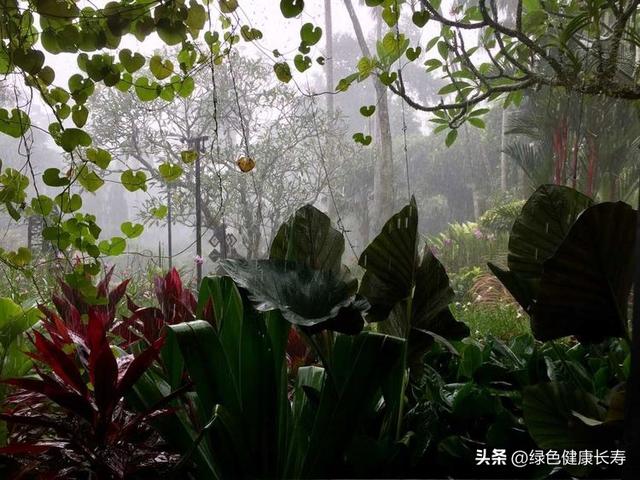 全球最美的八座植物园——新加坡植物园