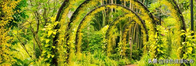 全球最美的八座植物园——新加坡植物园