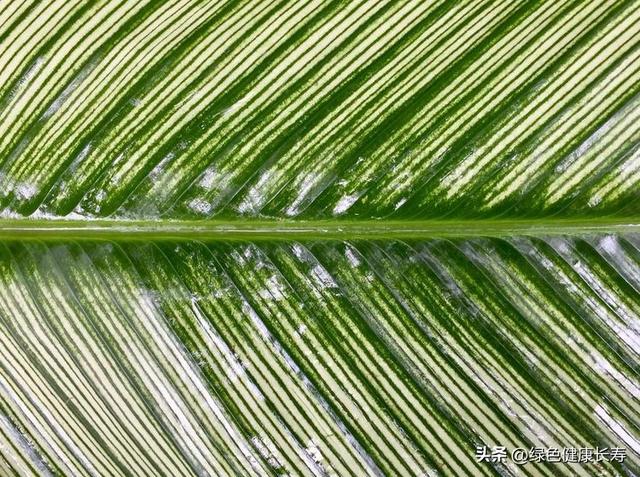 全球最美的八座植物园——新加坡植物园