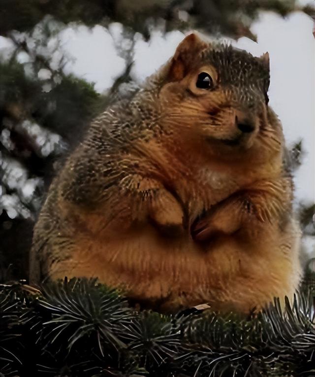 死神降临！新加坡肥胖危机暗藏的致命威胁，如魔咒释放恐怖数据