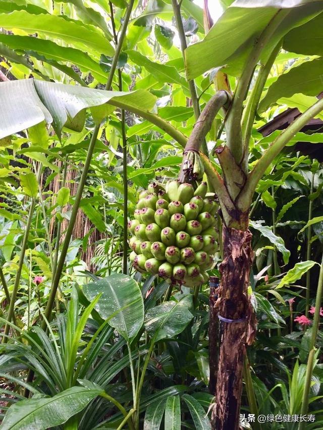 全球最美的八座植物园——新加坡植物园