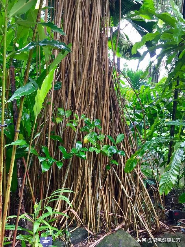 全球最美的八座植物园——新加坡植物园