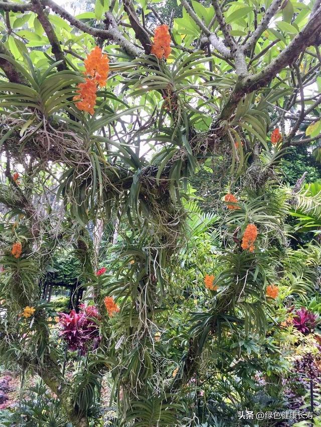 全球最美的八座植物园——新加坡植物园