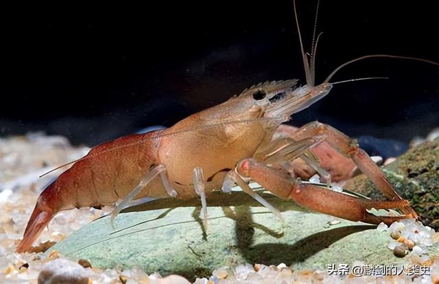 【动物界全系列】真虾下目—长臂虾科（下）：日本沼虾