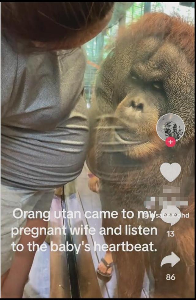 催人泪下！新加坡红毛猩猩Charlie聆听孕妇肚中新生命心跳