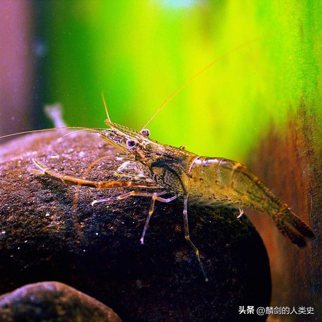 【动物界全系列】真虾下目—长臂虾科（下）：日本沼虾