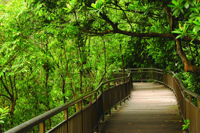 带娃逛遍新加坡森林和水库，9条适合儿童徒步的路线~