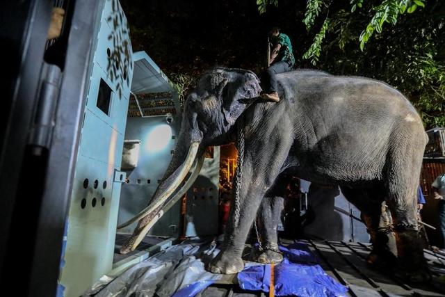 斯里兰卡总理道歉，被迫“打工”并遭虐待的大象回到泰国