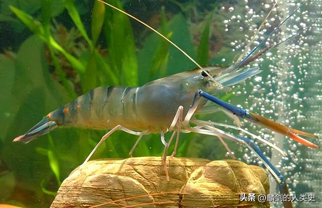 【动物界全系列】真虾下目—长臂虾科（下）：日本沼虾