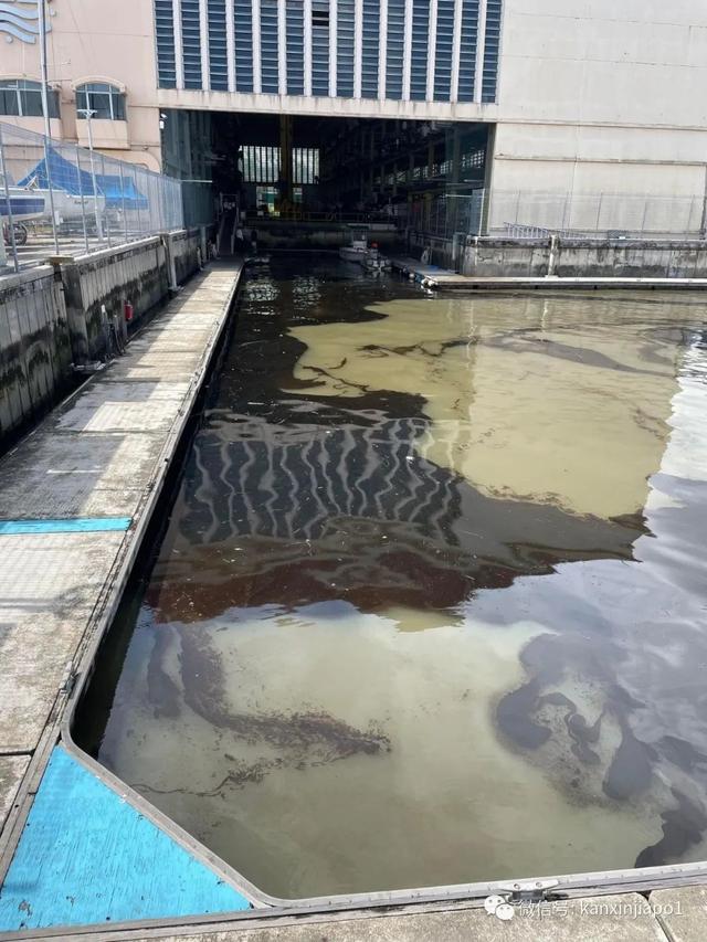 海水被污染、大片死鱼，新加坡化工厂火灾有多严重？