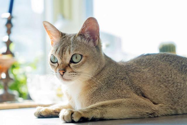 推荐朋友们饲养的猫咪品种二十四 (新加坡猫和雪鞋猫）
