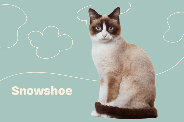 推荐朋友们饲养的猫咪品种二十四 (新加坡猫和雪鞋猫）